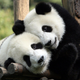 Imagen para el artículo titulado Graban por primera vez el salvaje cortejo y apareamiento de una pareja de pandas en la naturaleza